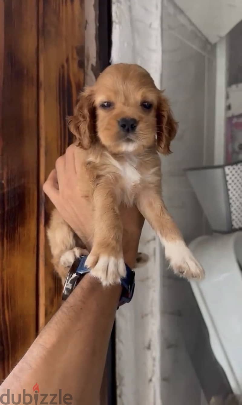 Cocker Spaniel puppies 1