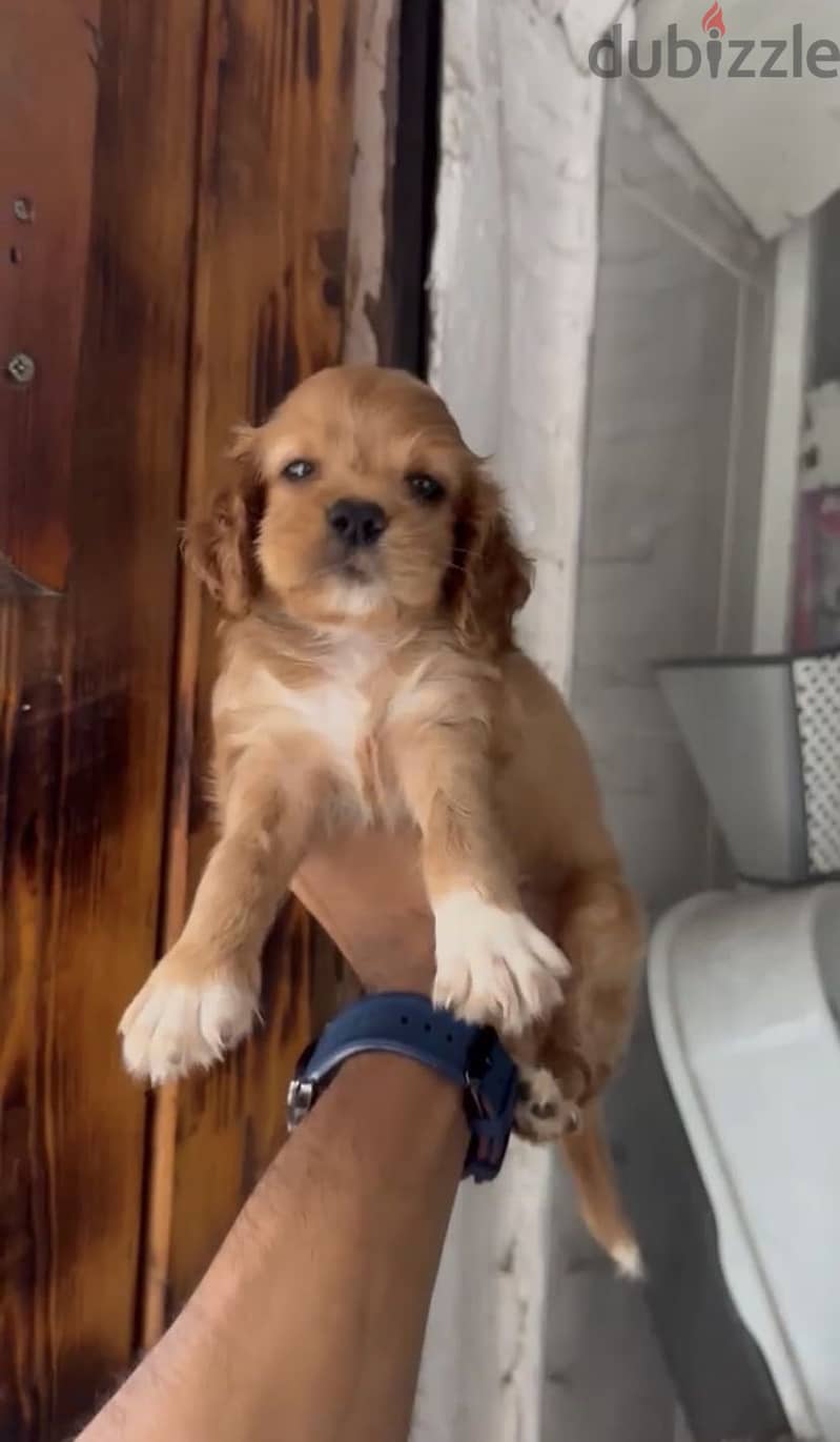 Cocker Spaniel puppies 2