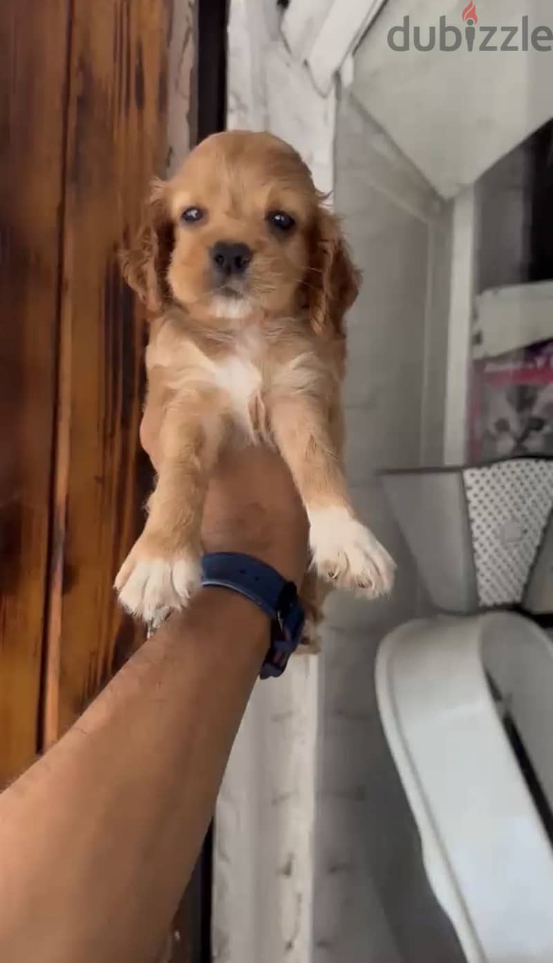 Cocker Spaniel puppies 3