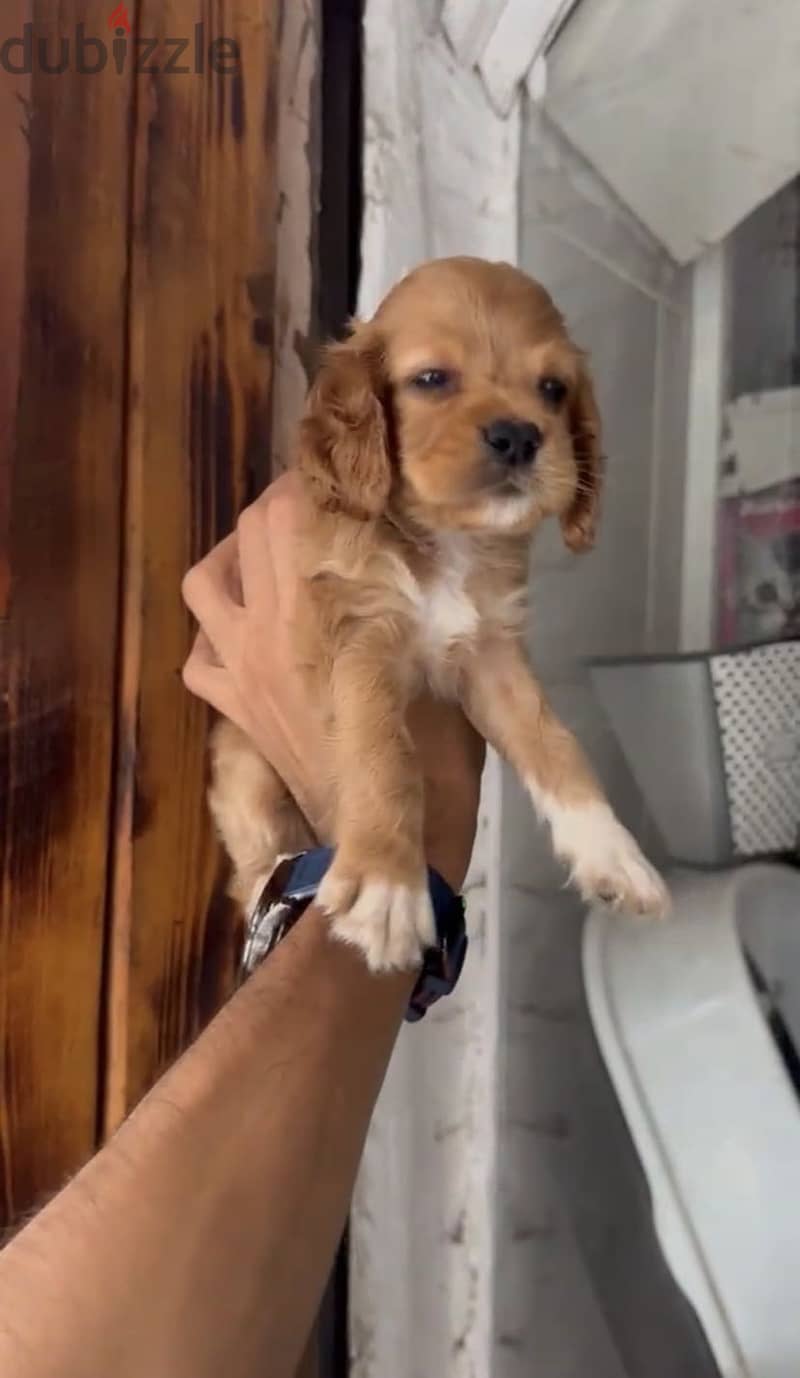 Cocker Spaniel puppies 4