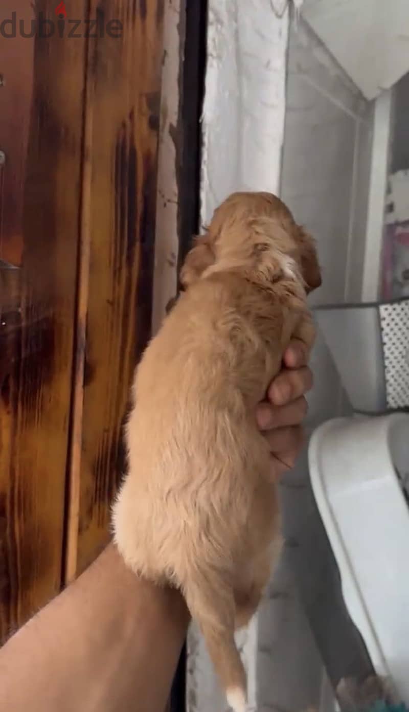 Cocker Spaniel puppies 5