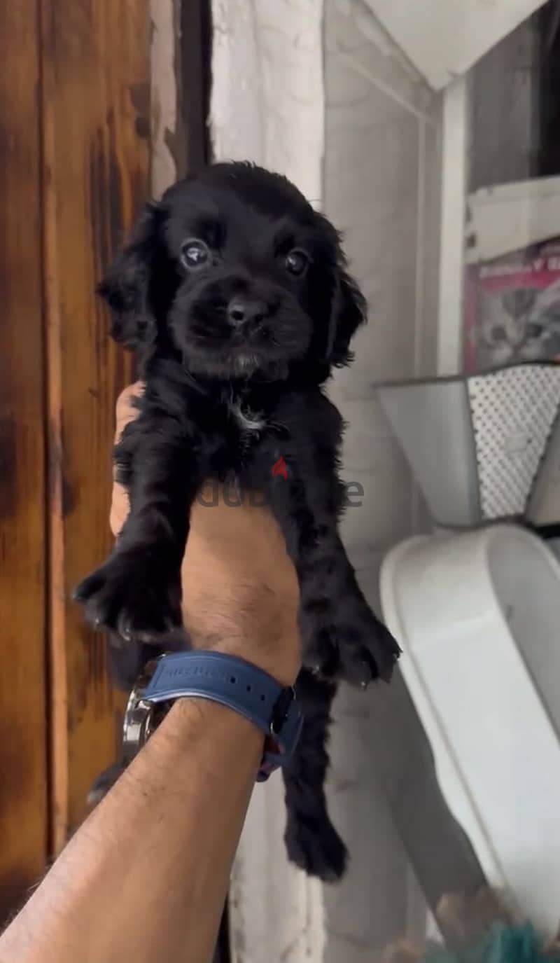 Cocker Spaniel puppies 6