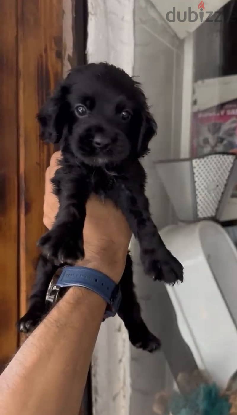 Cocker Spaniel puppies 7