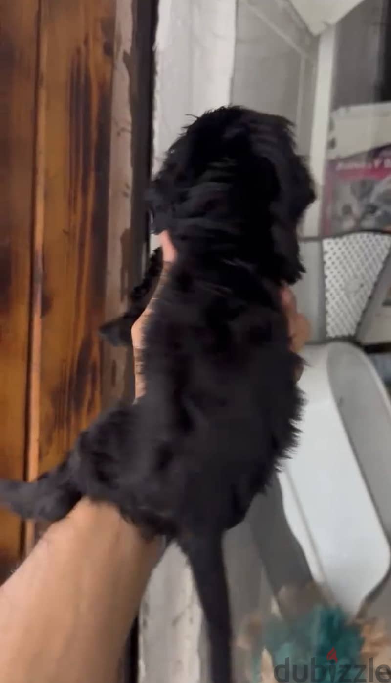 Cocker Spaniel puppies 8