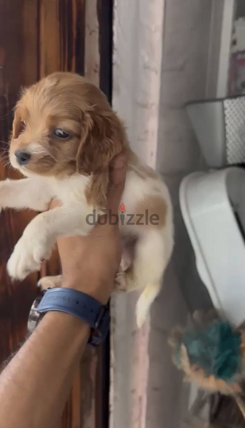 Cocker Spaniel puppies 9