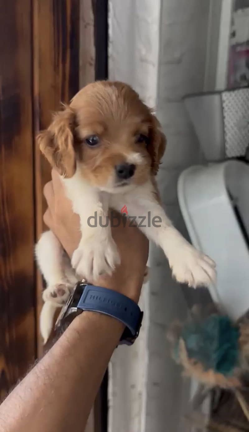 Cocker Spaniel puppies 10