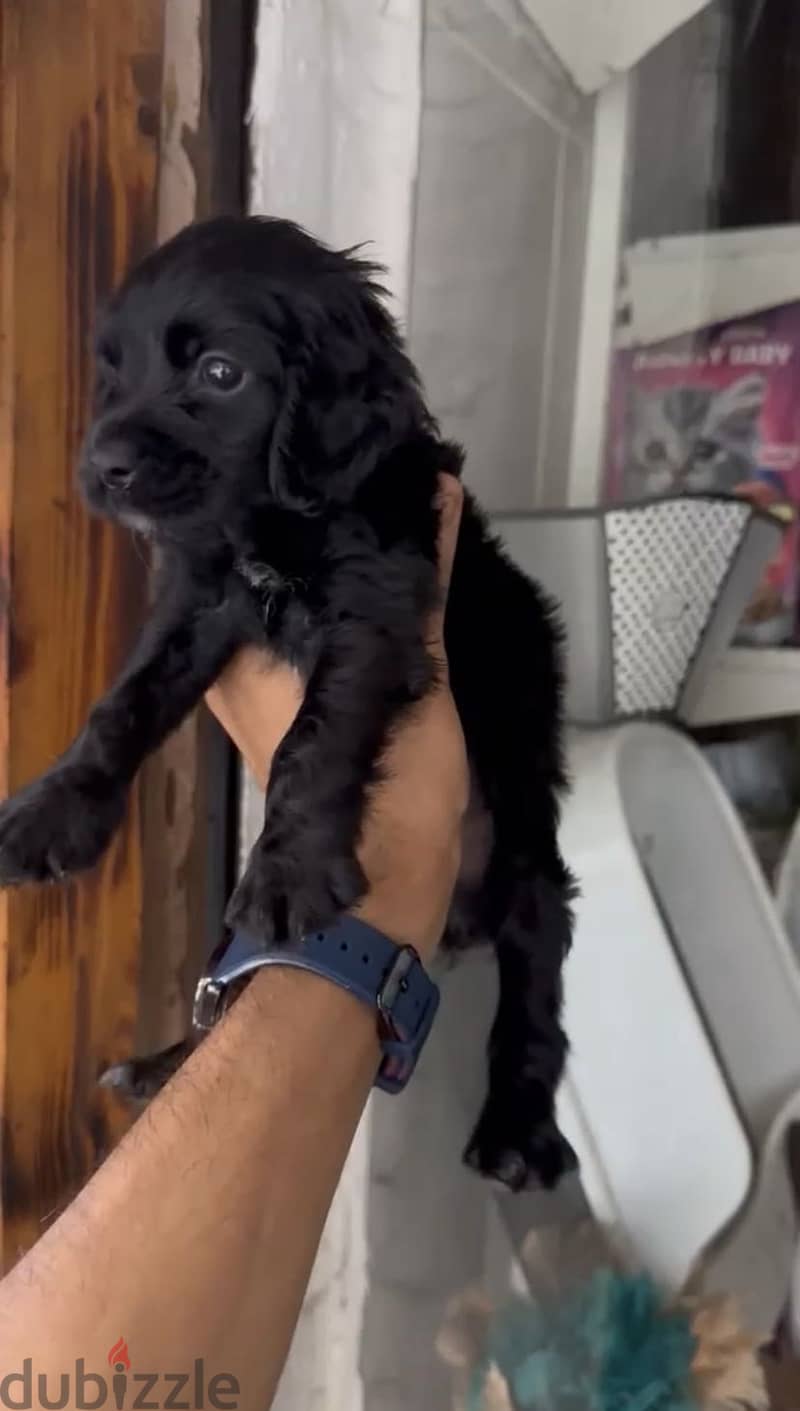 Cocker Spaniel puppies 11