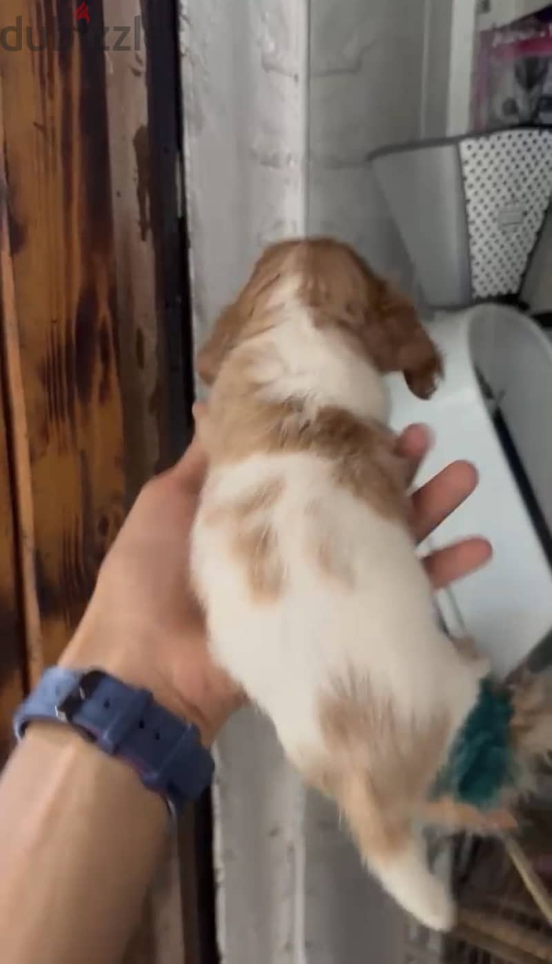 Cocker Spaniel puppies 12