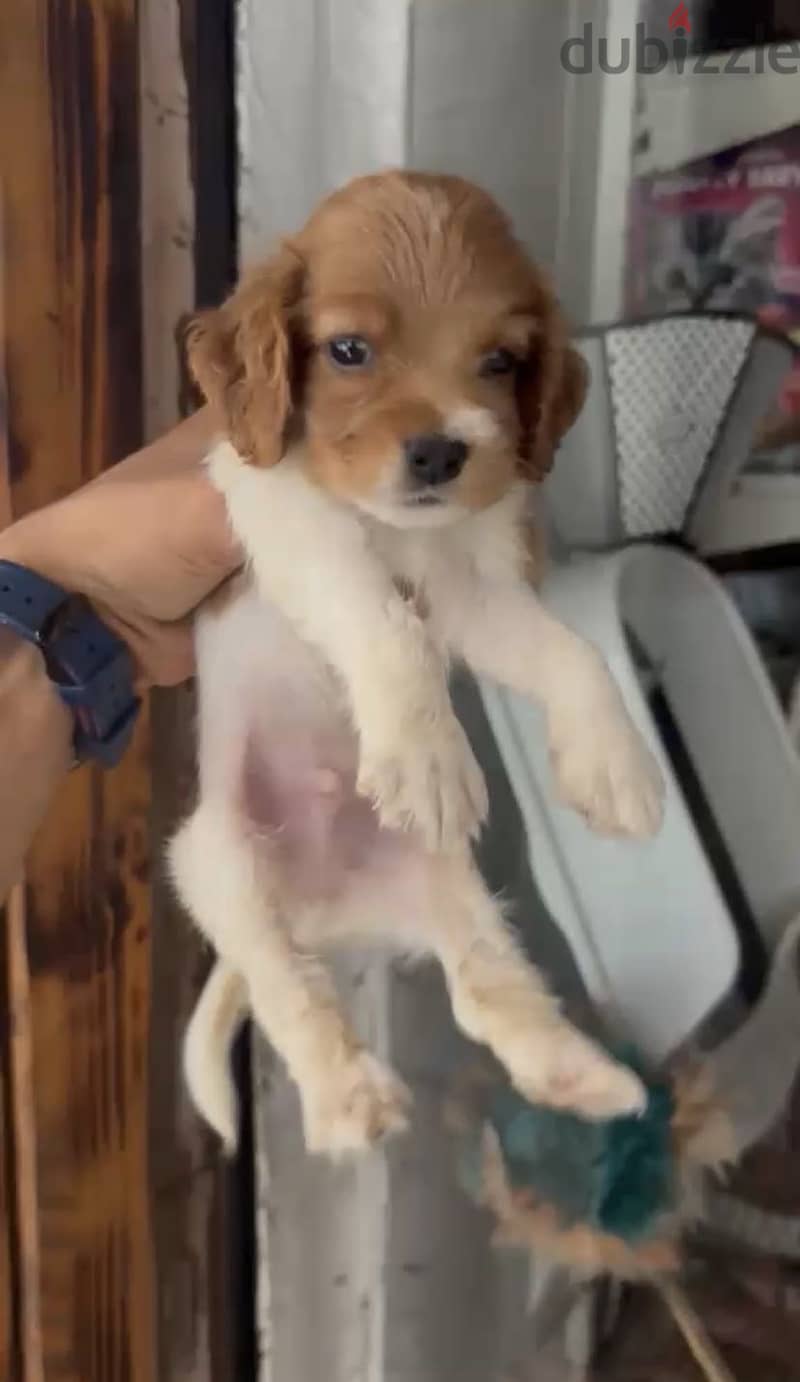 Cocker Spaniel puppies 13