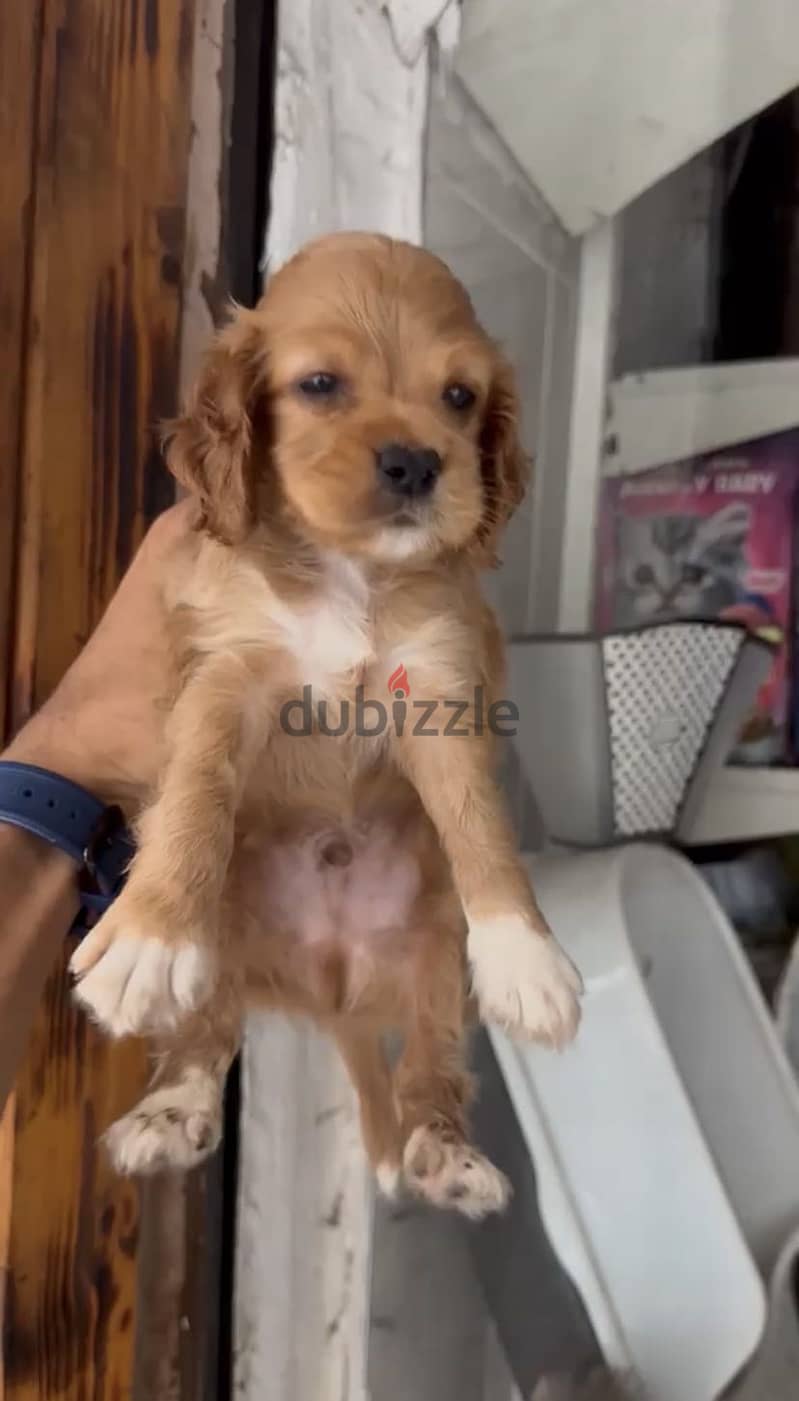 Cocker Spaniel puppies 14