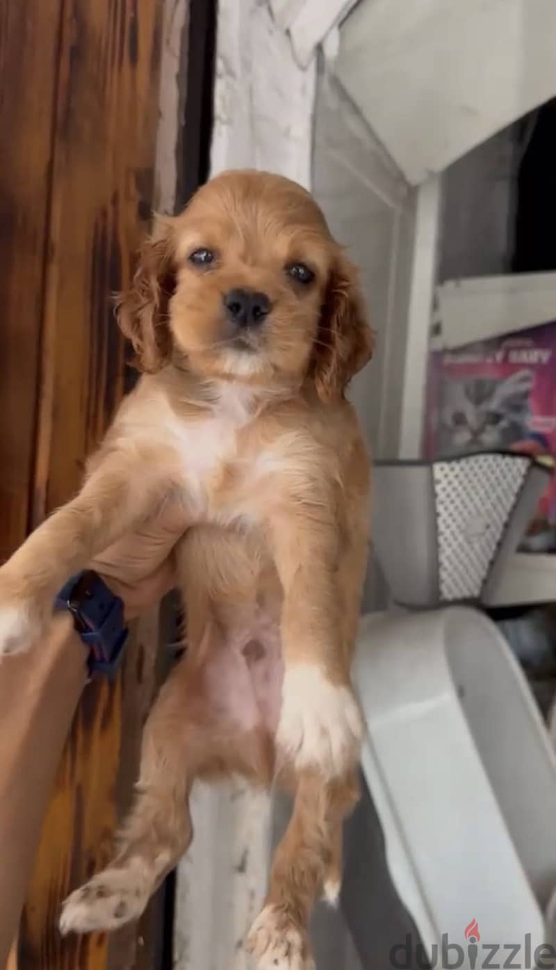 Cocker Spaniel puppies 15