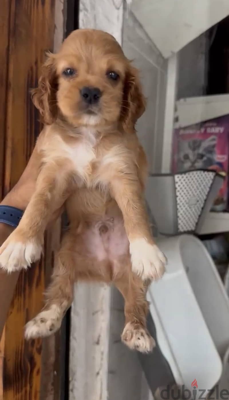 Cocker Spaniel puppies 16