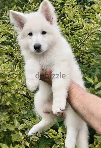 White Swiss shepherd puppy female from Russia
