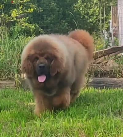 Tibetan mastiff puppy female from Russia