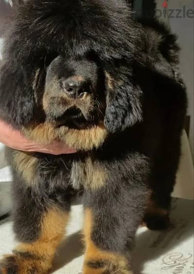 Tibetan mastiff puppy female from Russia