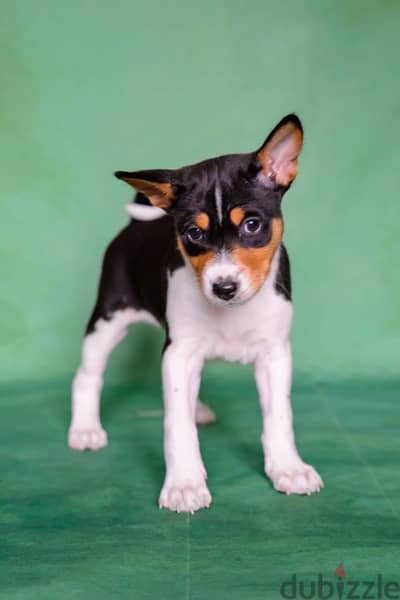 Basenji puppies from Russia