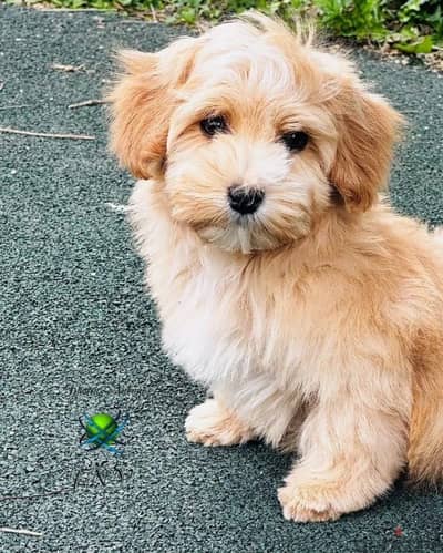 Havanese puppy male from Russia