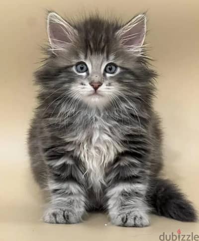 Norwegian forest kitten boy from Russia