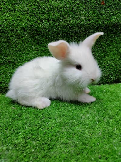 Bunny ارانب لتربية في منزل لاطفال