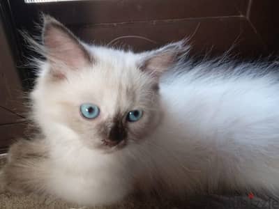 Himalayan kittens