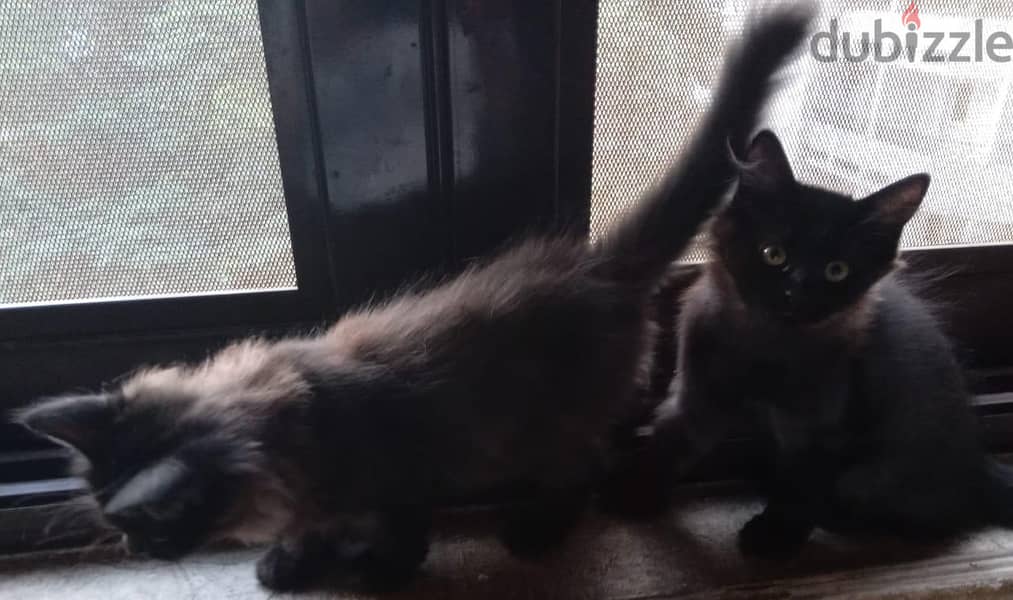 Himalayan kittens 1