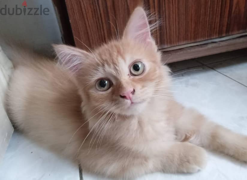 Himalayan kittens 2