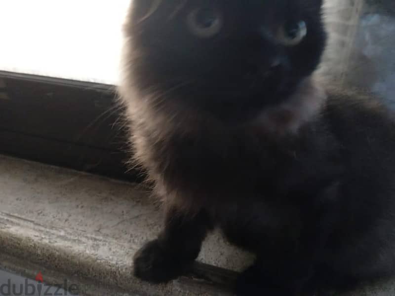 Himalayan kittens 3