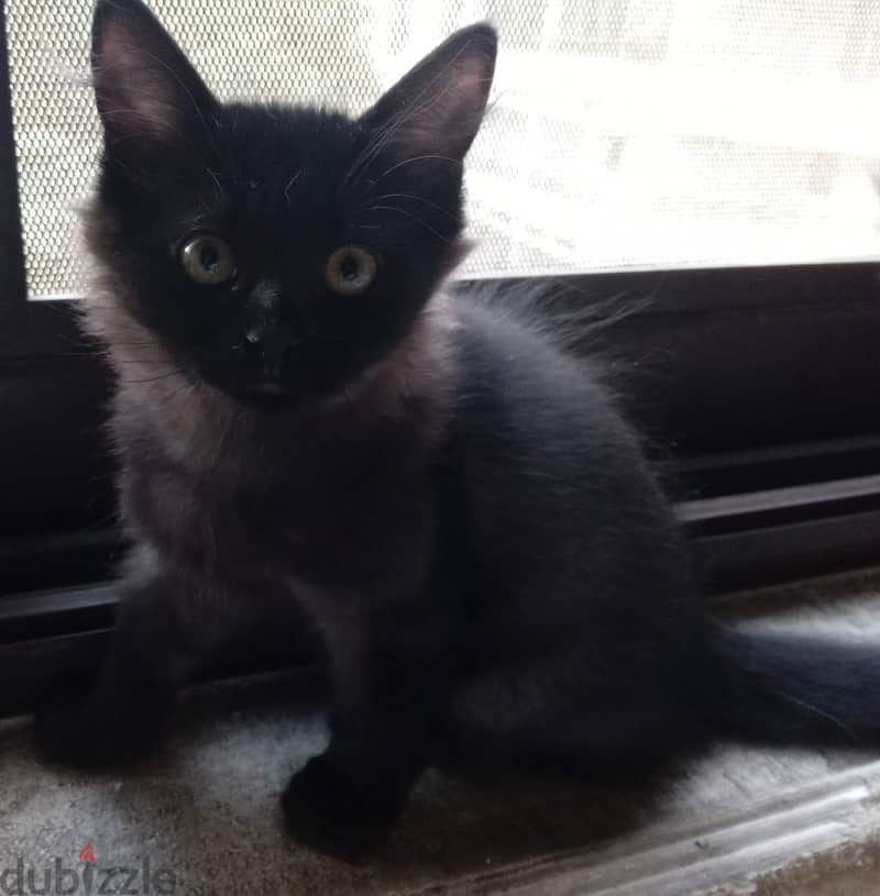 Himalayan kittens 5