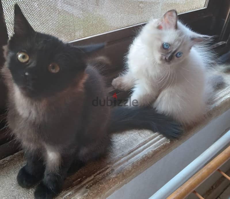 Himalayan kittens 6