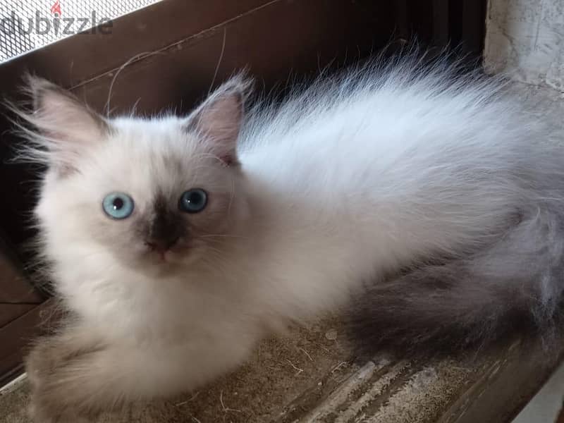 Himalayan kittens 7