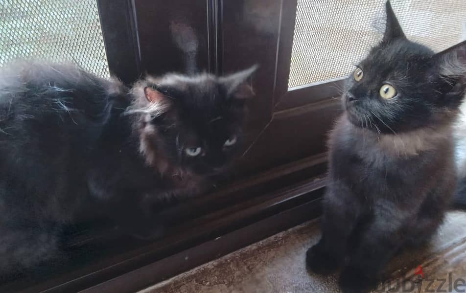 Himalayan kittens 8