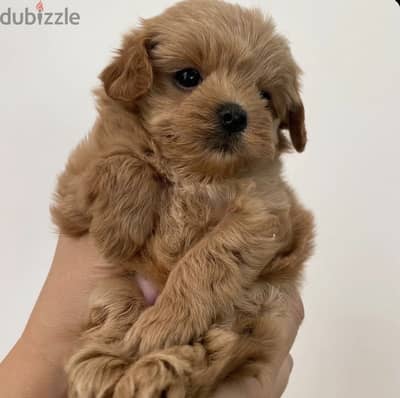 Maltipoo مالتي بو - toy poodle توي بودل