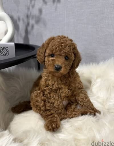 Toy poodle توي بودل