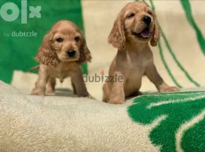 Cocker spaniel puppies كوكر اسباني