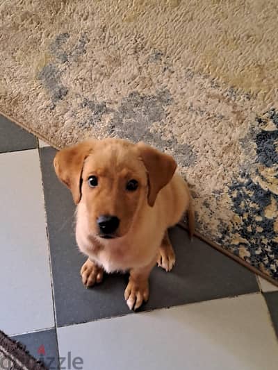 Pure Golden Retriever 9 weeks