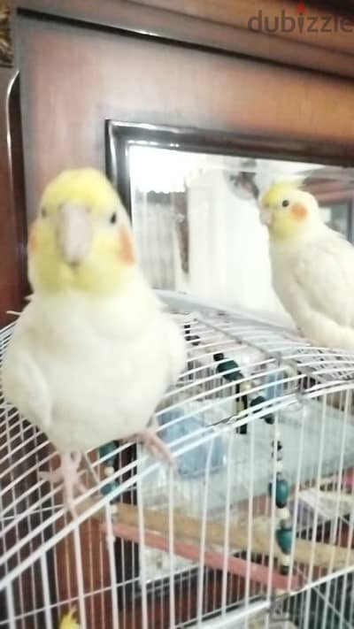 هوايه التدريب