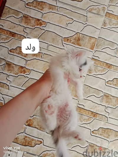 قطط شيرازى للبيع