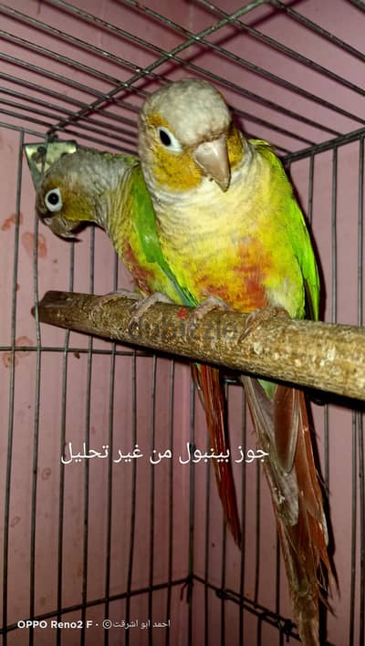 جوز بينبول شغالين من غير تحليل