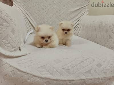 Pomeranian  ((( BOO ))) ((( Teacup ))) بودل poodle