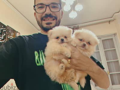 Pomeranian  ((( BOO ))) ((( Teacup ))) بودل poodle