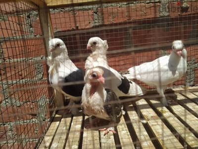 مسطر فى المطرية