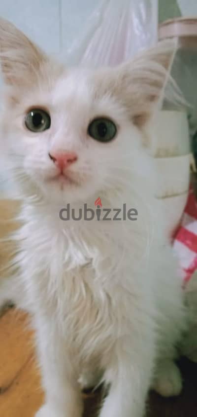 قطط بنات للتبنى