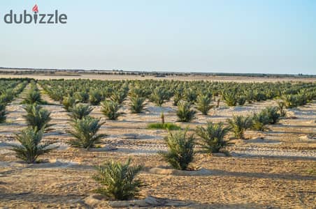 فدان نخيل مجدول للبيع في الوادي الجديد في الفرافرة