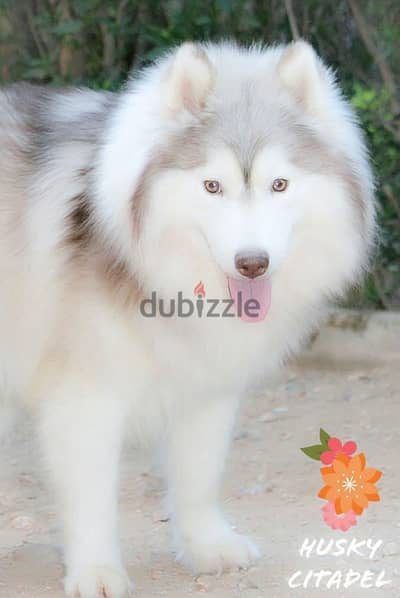 ذكور هاسكي للبيع husky