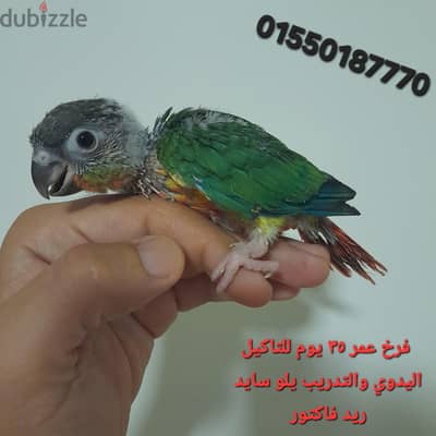 للتاكيل اليدوي