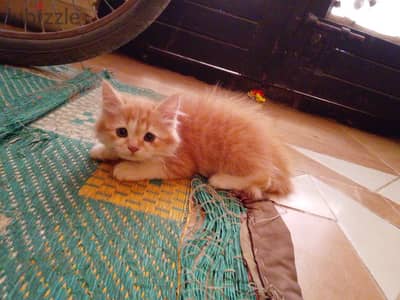 قطه للبيع