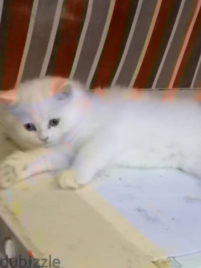 للتبنى قط ولد