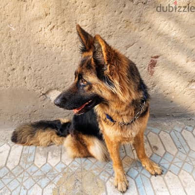 نتايه جيرمن  شراسه وطاعه