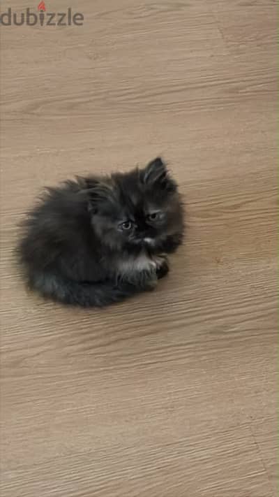 Rare half piky- Himalaya kittens