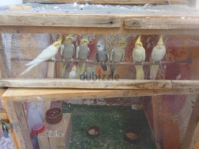 شبابات للتصفية